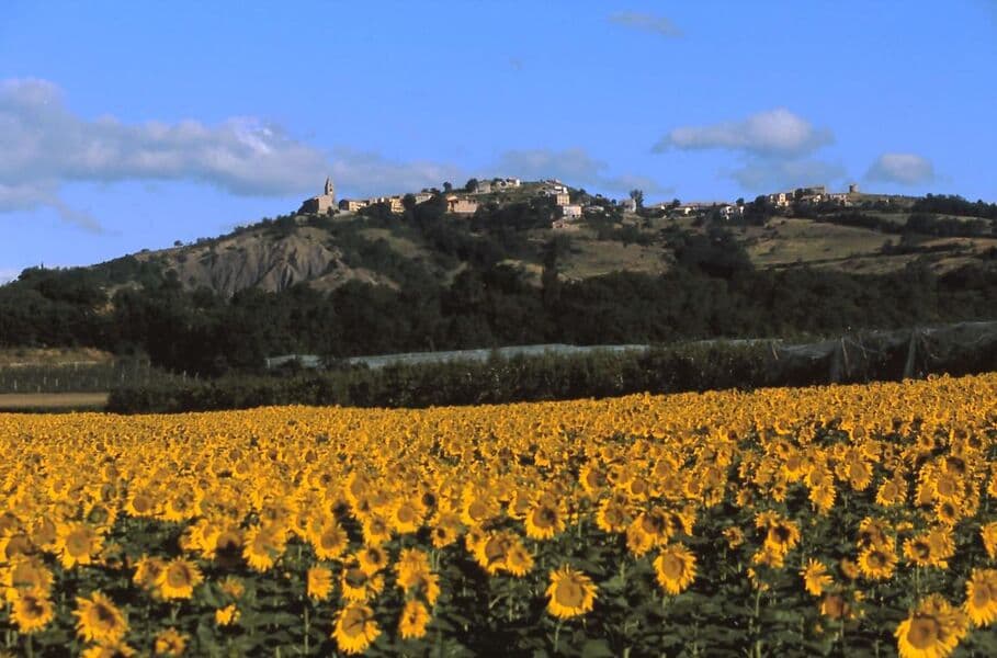 Upaix et ses tournesols